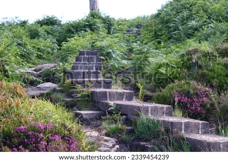 Similar – Image, Stock Photo forest path Nordic Ireland