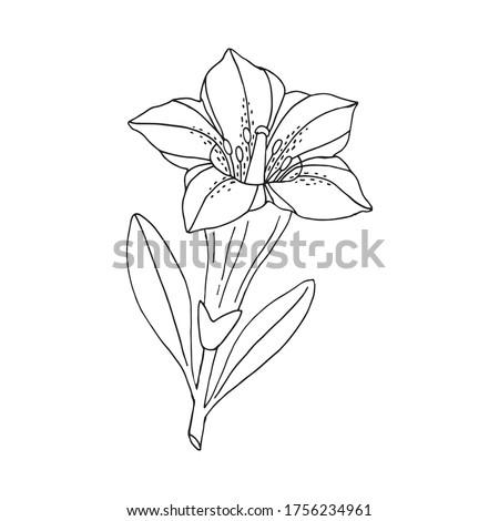 Gentian flower. Montain wildflower. Hand drawn sketch. Vector drawing isolated on white background.