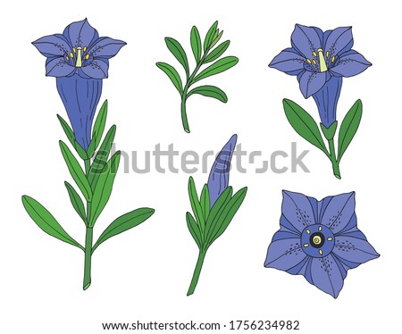 Gentian flower set. Montain wildflower. Hand drawn sketch. Vector drawing isolated on white background.