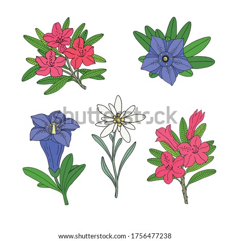 Floral set with edelweiss, gentian and rhododendron. Montain wildflowers. Hand drawn sketch. Vector drawing isolated on white background.