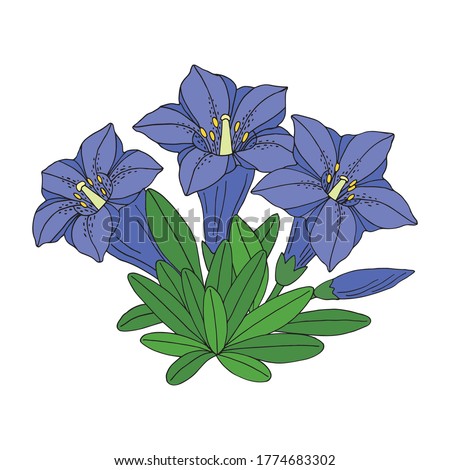 Gentian flower bouquet. Montain wildflower. Hand drawn sketch. Vector drawing isolated on white background.