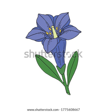 Gentian flower. Montain wildflower. Hand drawn sketch. Vector drawing isolated on white background.