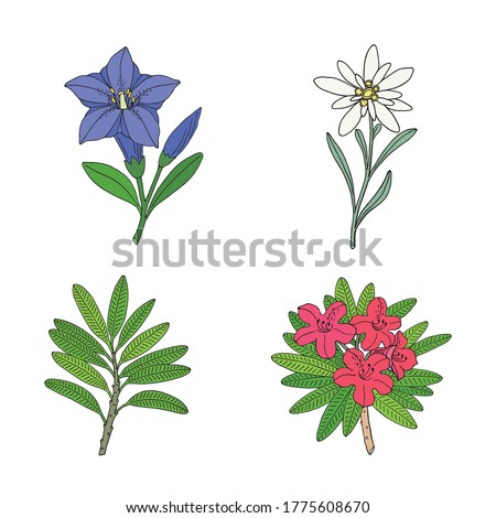 Floral set with edelweiss, gentian and rhododendron. Montain wildflowers. Hand drawn sketch. Vector drawing isolated on white background.