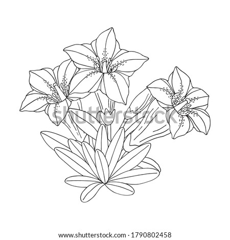 Gentian flower bouquet. Montain wildflower. Hand drawn sketch. Vector drawing isolated on white background.