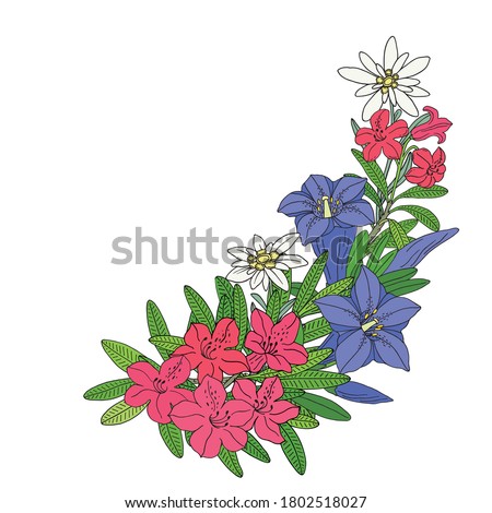 Floral bouquet with edelweiss, gentian and rhododendron. Montain wildflowers. Hand drawn sketch. Vector drawing isolated on white background.