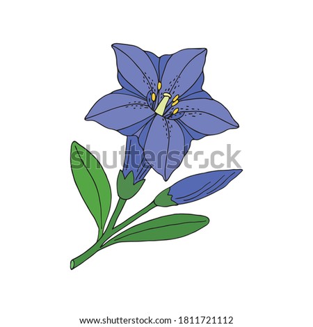 Gentian flower. Montain wildflower. Hand drawn sketch. Vector drawing isolated on white background.