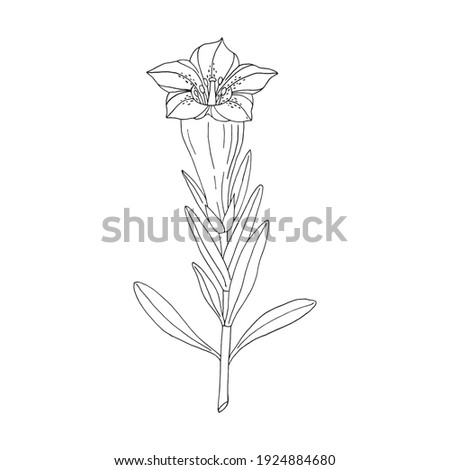 Gentian flower. Montain wildflower. Hand drawn sketch. Vector drawing isolated on white background.