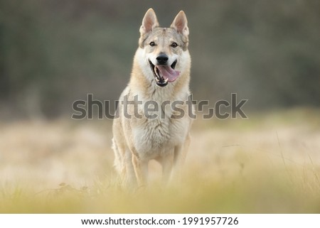 
Czechoslovakian wolfdog playing running at sunset on the meadow Photo stock © 