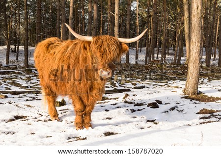 Scottish highlander ox  in wintertime  in a Dutch forest