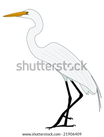 Great Egret Illustration - 21906409 : Shutterstock