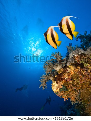 Underwater image of coral reef with Masked Butterfly Fish and divers