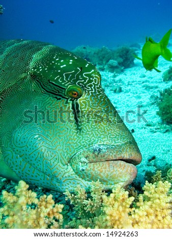 Head of Napoleon fish, Red sea