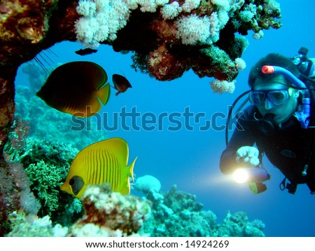 Diver and butterflyfish in Red sea