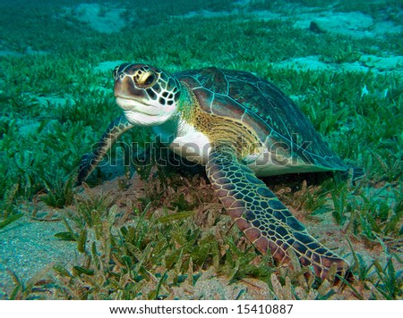 Underwater Picture of the Turtle, Red sea