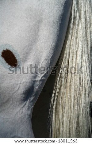 A close up view of a horse tail