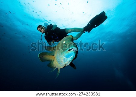 Napoleon Fish and Diver