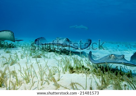 A group of stingrays patrol the grassy shallows of Stingray City, Grand Cayman like a wave of alien stealth bombers.