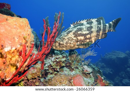 A Goliath grouper tries to hide behind a bright red sponge.  Deep dive, shot off the \