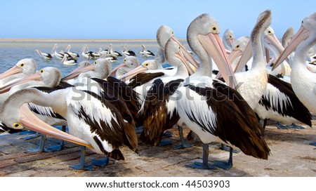 Pelican flock on land and sea.