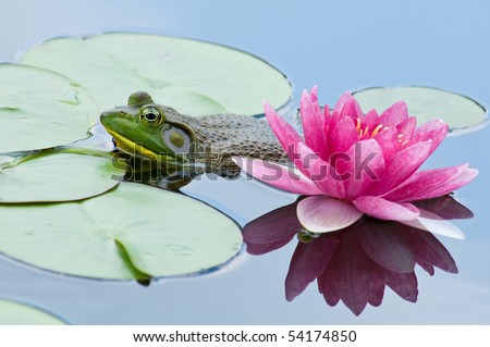 Beauty and the Beast, aka bullfrog lurking by a pink waterlily.