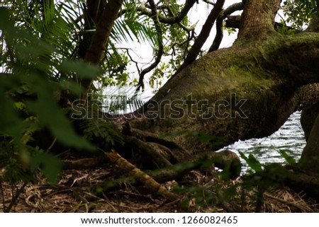 Similar – Image, Stock Photo The lake in the summer