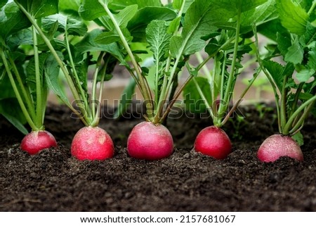 Similar – Image, Stock Photo Radish growing on farm in summer