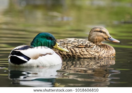 Similar – Image, Stock Photo Swimming mallard in the sunshine