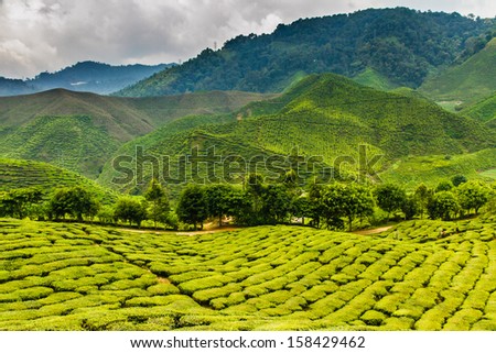 Cascade of Green Hills of Tea Plantation with Mountains in the back in the rain - Cameron Highlands, Malaysia