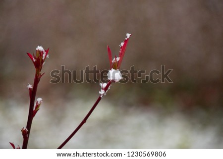 Similar – Image, Stock Photo Frozen tips Plant Hedge