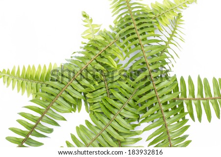 Ferns on white background, leaf fern isolated on white