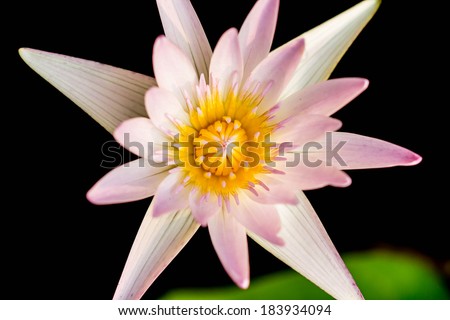 lotus ,this beautiful waterlily , Saturated colors and vibrant detail make this an almost surreal image