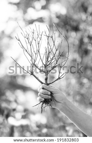 woman hand with holding tree twigs, leafless branches isolated,tree twigs ,monochrome background, black and white background