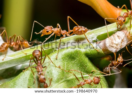 A group of weaver ants are going to move a scale insects to other locations.