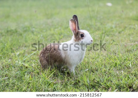 White and brown rabbit sitting in grass,rabbit eating grass in the garden