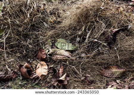 Dry straw and dry leaves ,still life