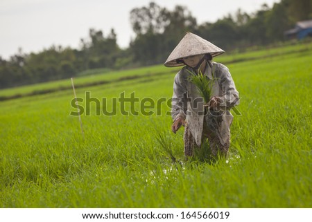 LONG XUYEN, VIETNAM - 22 SEPTEMBER 2013 :  Woman farmer plants seedlings in a rice field, on 22 Sept 2013, in Long Xuyen, Vietnam.