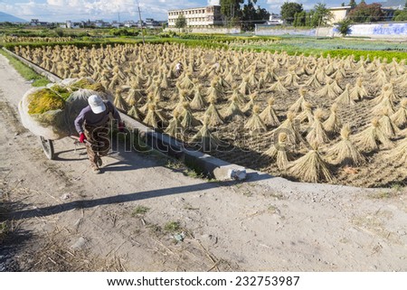 12 SEPTEMBER 2014 - DALI, CHINA - Farmers cut and thresh the rice during harvest time, Dali, Yunnan