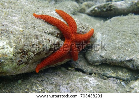 shutterstock puzzlepix