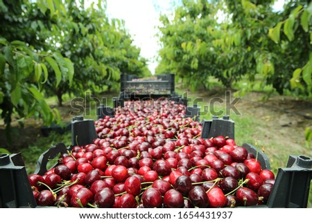 Picking cherries in the orchard . Boxes of freshly picked lapins cherries. Industrial cherry orchard. Buckets of gathered sweet raw black cherries . Close-up view of green grass and boxes full  Stock foto © 