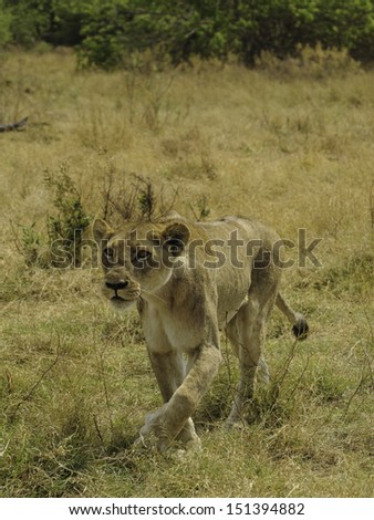 Hunting lioness in Botswana