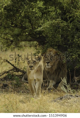 Hunting lioness in Botswana