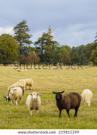 Dorset Poll cross lambs with Burton-Pynsent monument near Curry Rivel, Somerset