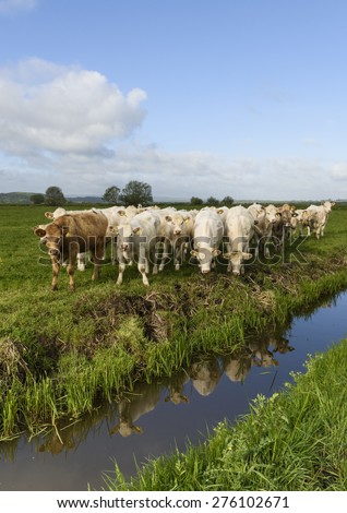 Young British Charolais bullocks in spring sunshine by one of the numerous drainage ditches (rhynes) throughout the Somerset Levels