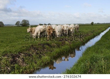 Young British Charolais bullocks in spring sunshine by one of the numerous drainage ditches (rhynes) throughout the Somerset Levels
