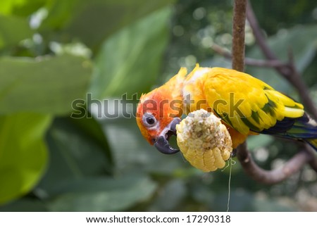 Lovely parrot feeding time