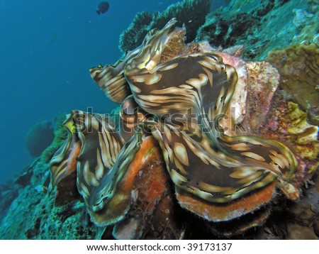 Beautiful underwater living plant on coral reef