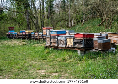 Hives of bees in the apiary. Painted wooden beehives with active honey bees. Bee yard in Switzeland.Hives of bees in the apiary. Painted wooden beehives with active honey bees. Bee yard in Switzeland.