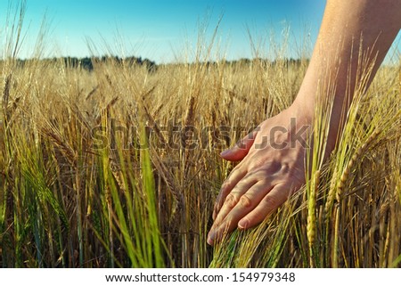 Image of female hand in the wheat field/Hand and wheat crop