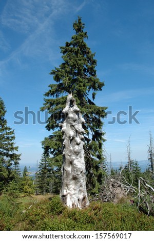 Trunk of old withered tree somewhere in Karkonosze mountains in Poland