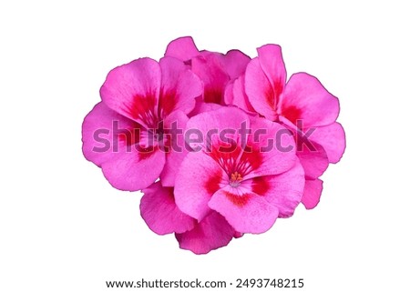 Image, Stock Photo geranium Flower Geranium